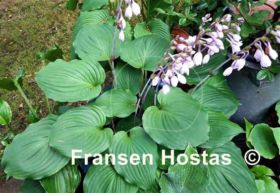 Hosta Phantom